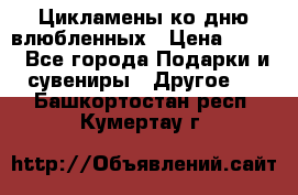 Цикламены ко дню влюбленных › Цена ­ 180 - Все города Подарки и сувениры » Другое   . Башкортостан респ.,Кумертау г.
